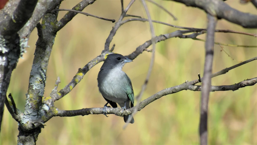 a bird is sitting on the nches of a tree