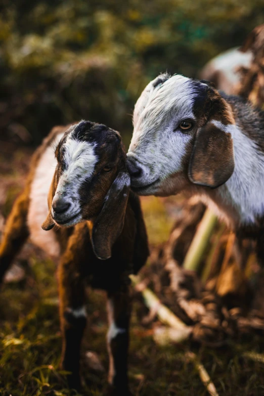 an old goat is smelling his baby