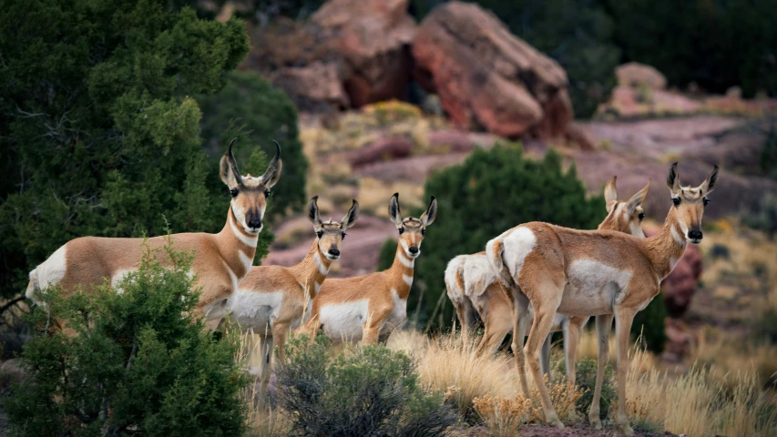 group of antelopes stand in grass by rocks and boulders