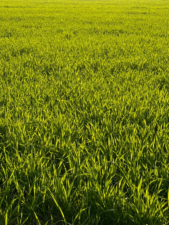 an empty field with grass and clouds in the distance