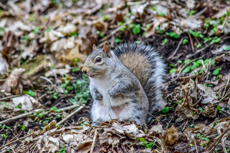 a squirrel standing up eating some nuts on the ground