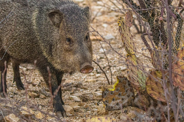 a young wild boar foraging for food near some brush