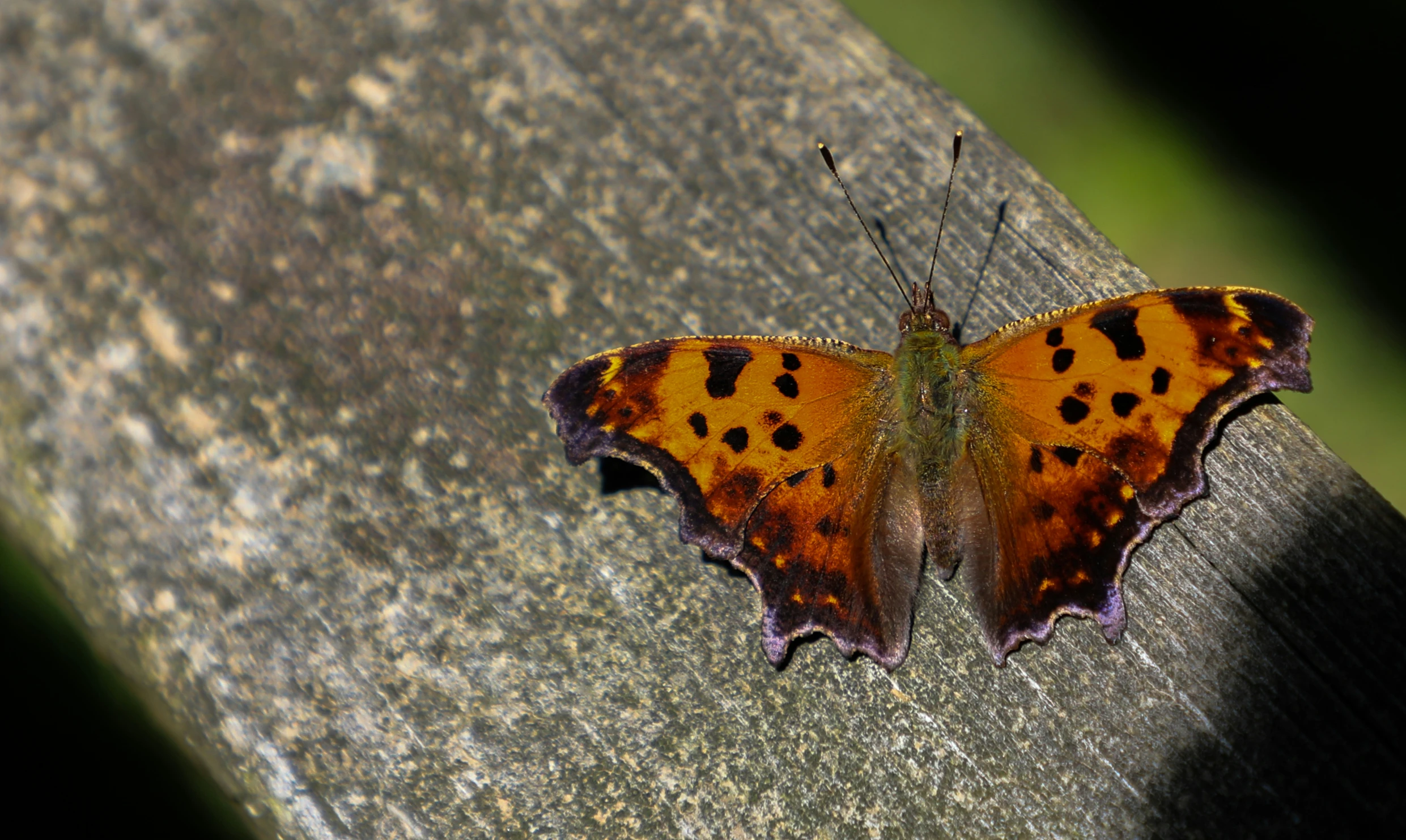 a close up of a erfly with brown and yellow spots