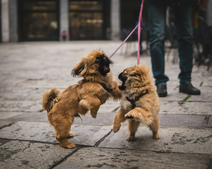 two brown dogs on leashes playing with each other