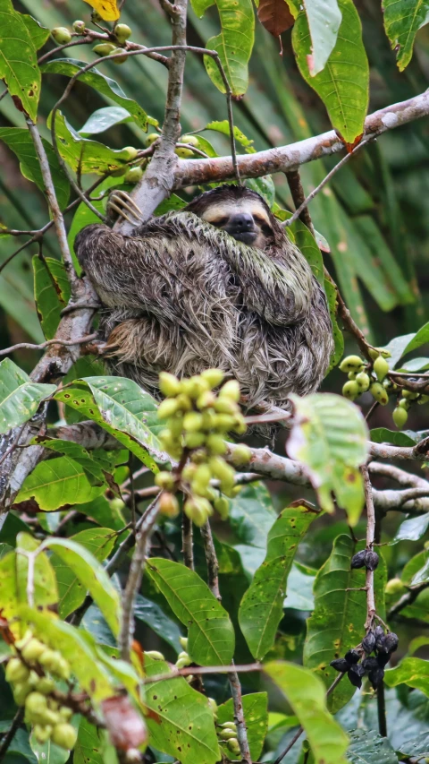 two brown striped owl in tree surrounded by leaves