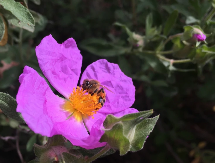 a bee is landing on a flower near some leaves