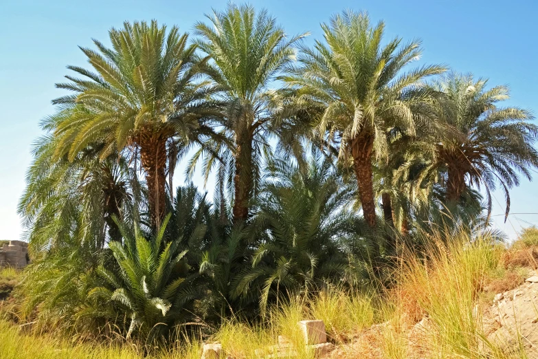 a large group of palm trees in a grassy area