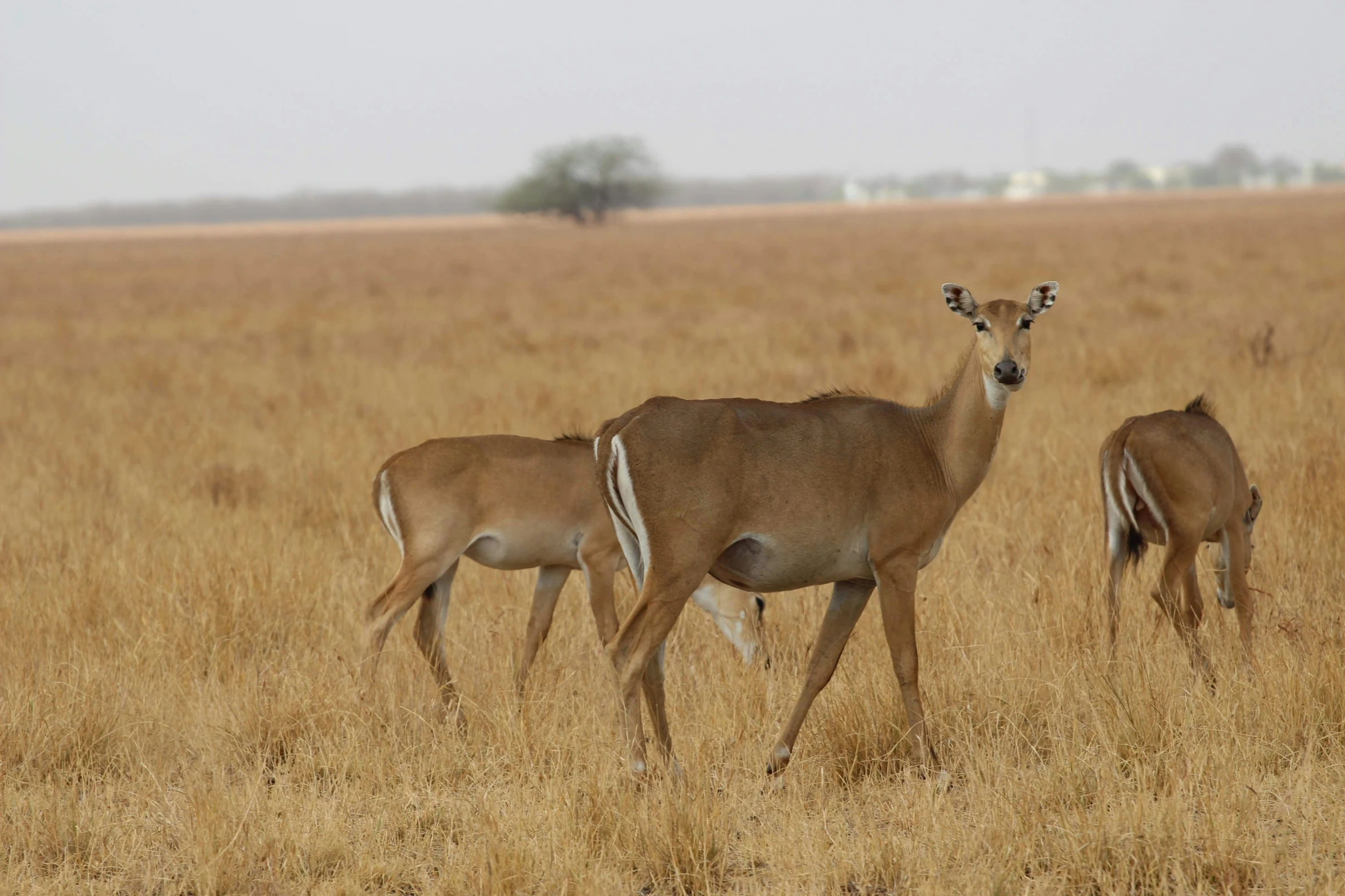 two deers are grazing in an open field