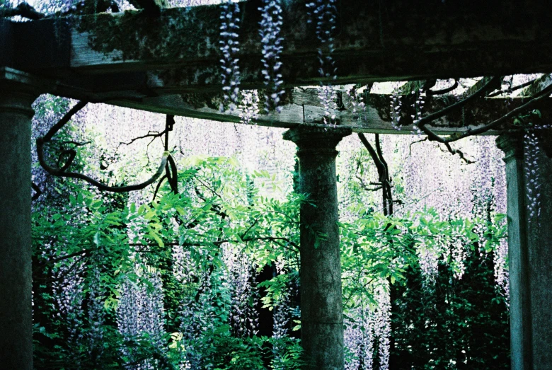 a lush green forest next to an umbrella covered bench