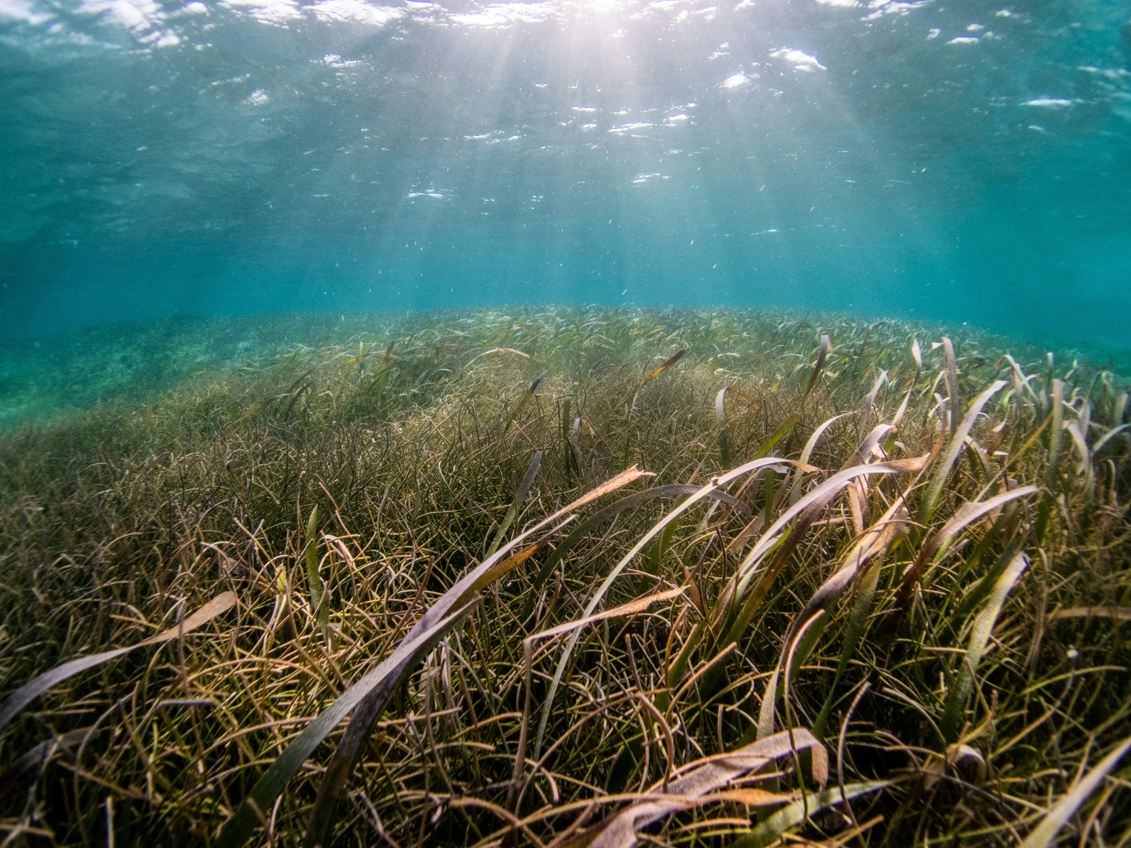 water weed floating on top of a body of water