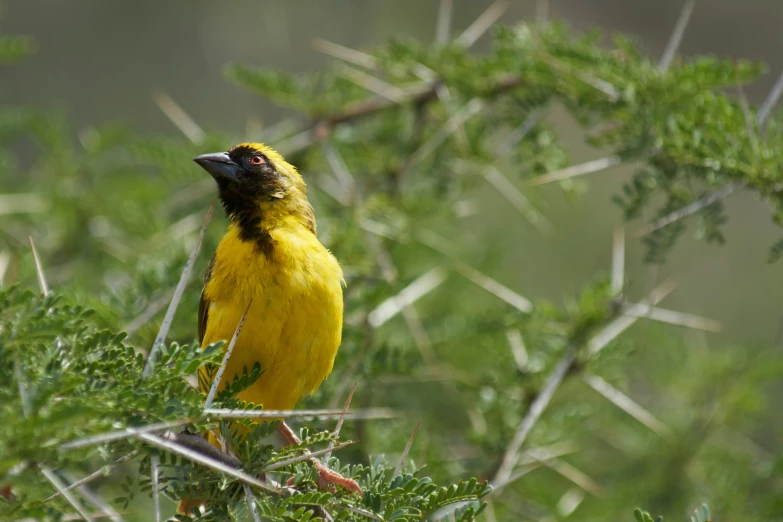 a yellow bird sitting in a tree nch