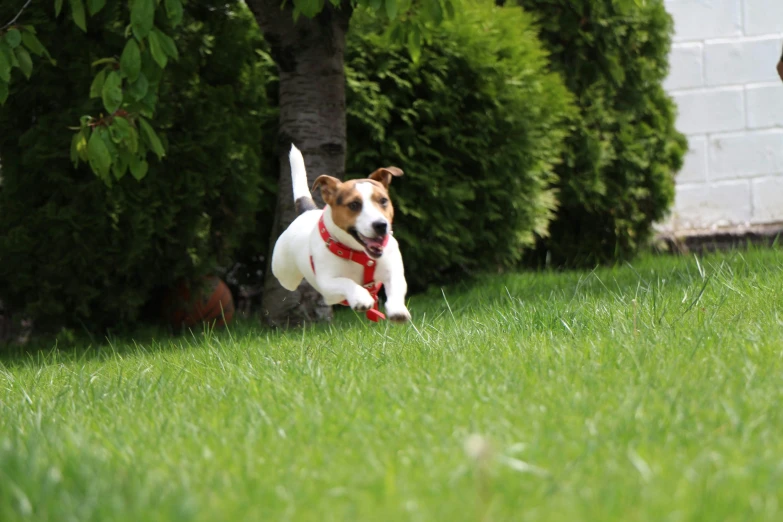 the small brown and white dog has a red leash in its mouth