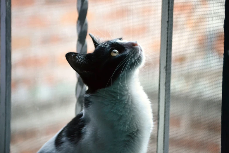 a black and white cat looks out of a screened window