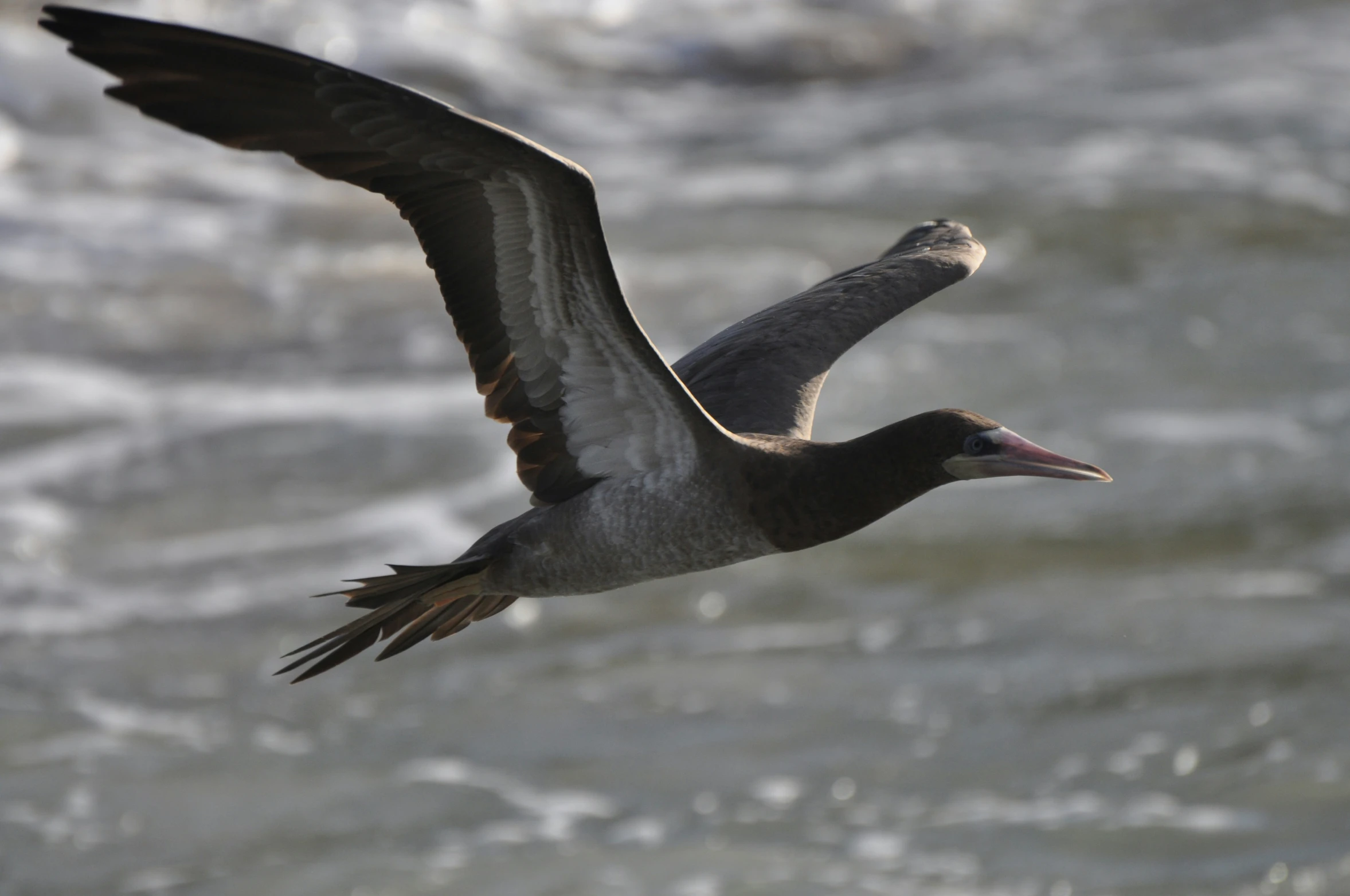 the bird has two wings and a gray back