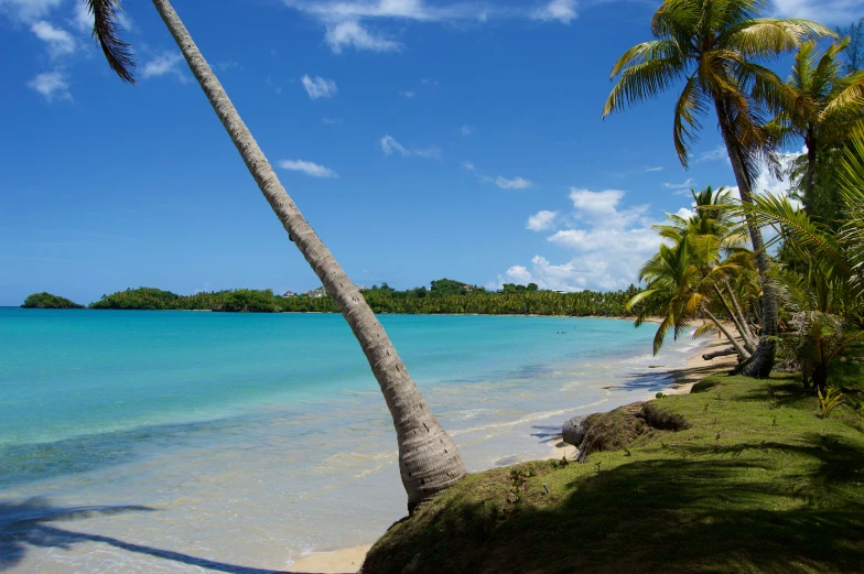 palm trees near the beach with water in the background