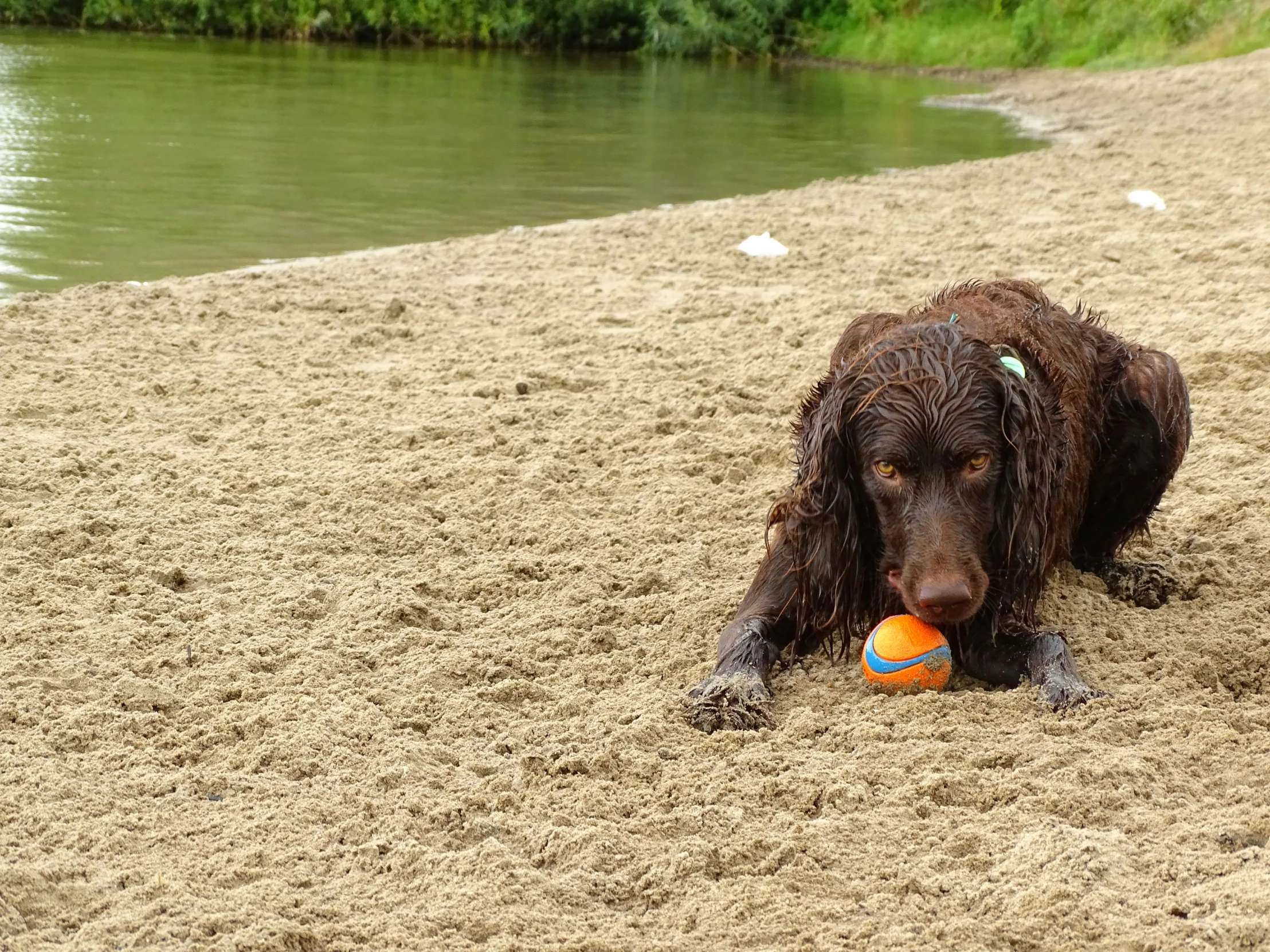 a large brown dog with wet coat holding a toy in it's mouth