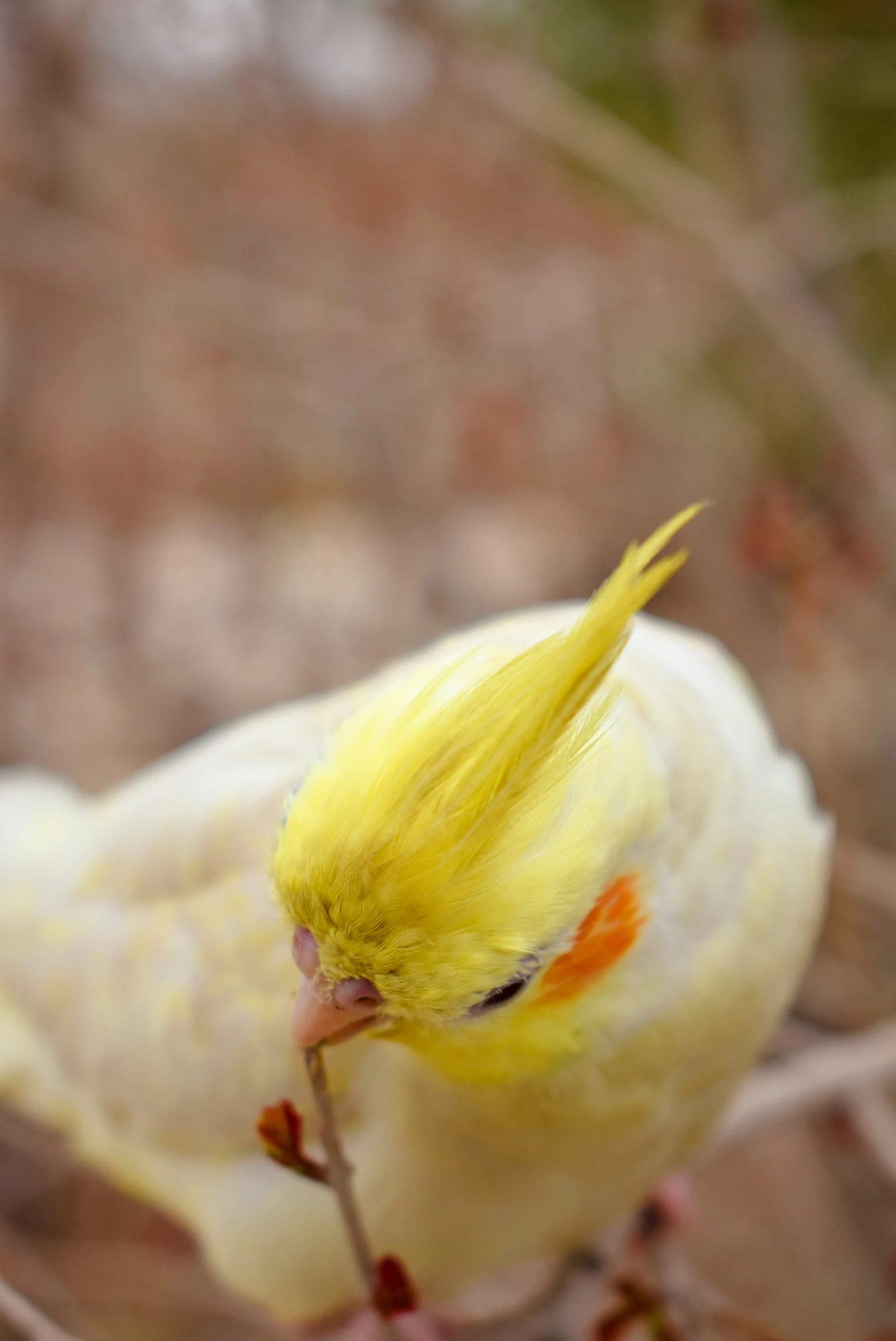 the bird is yellow with an orange patch in its beak