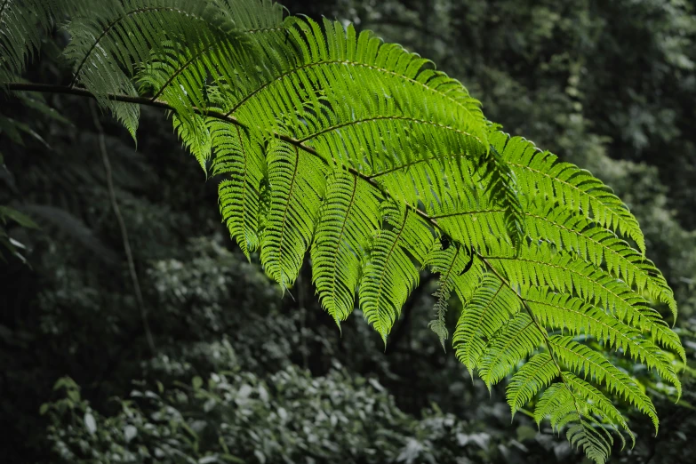 the bright green leaves of a tree are shown in this image
