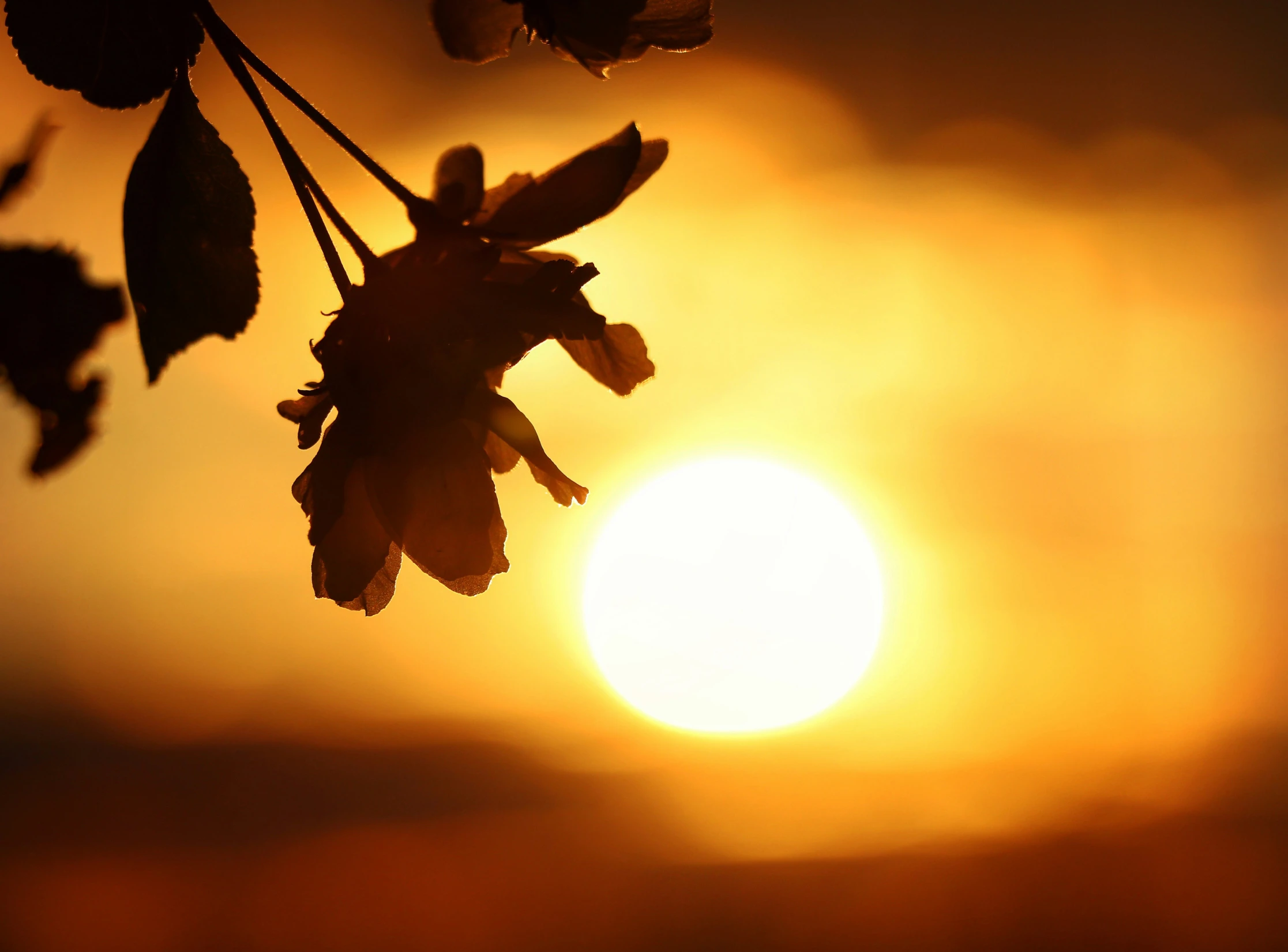 the sun setting behind some leaves in the dark