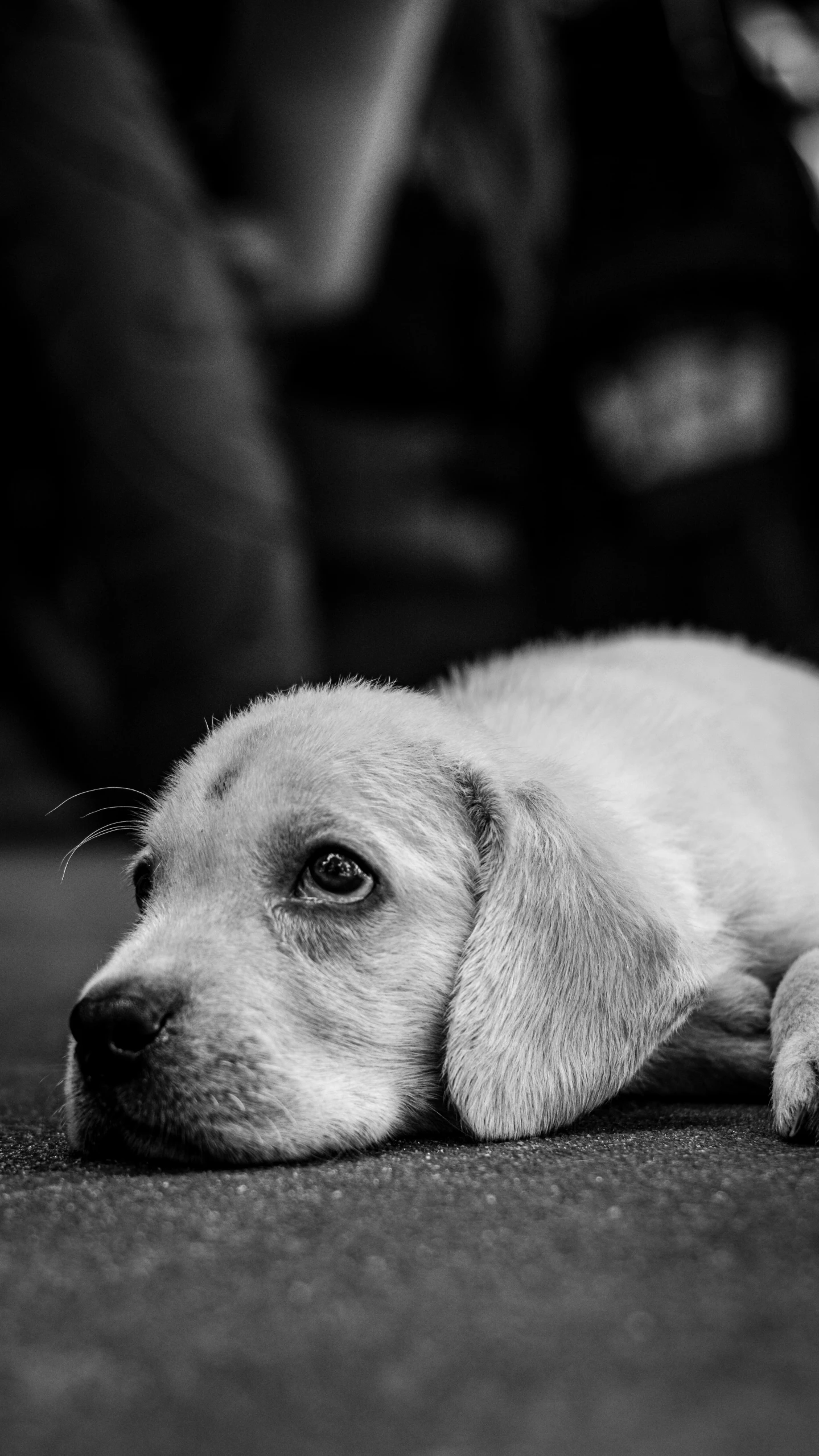 a little dog lays on the ground with his front paws resting on the floor