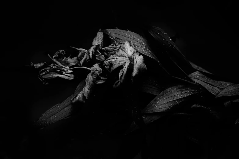 a dead plant with dying leaves in the dark