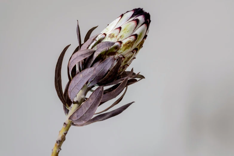 there is a close up of a small flower that looks like a thistle