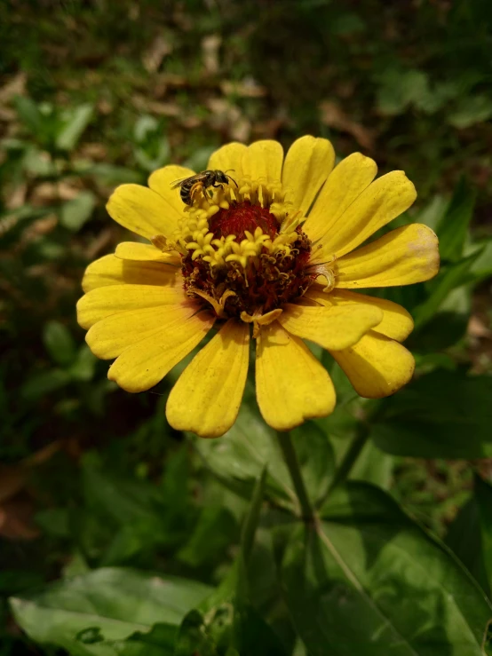 a yellow flower with a bee sitting on it