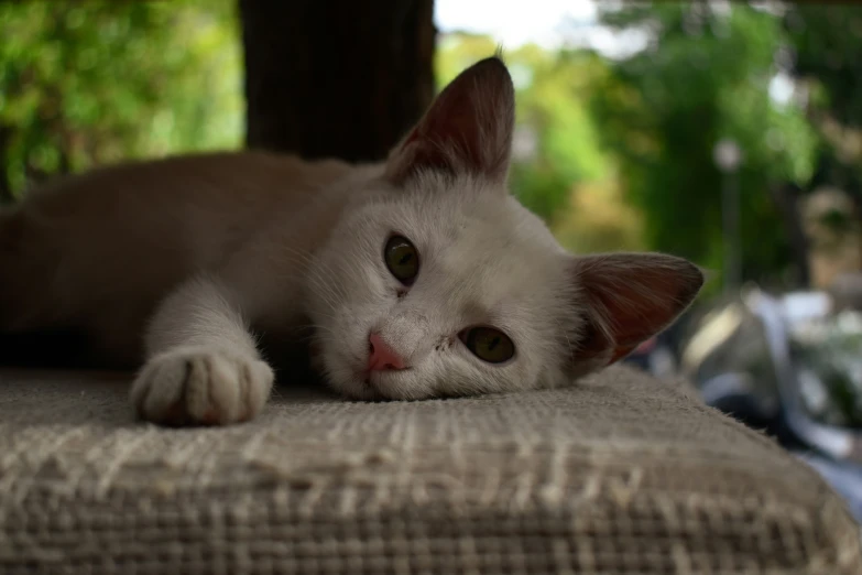 a close up of a cat laying on a couch