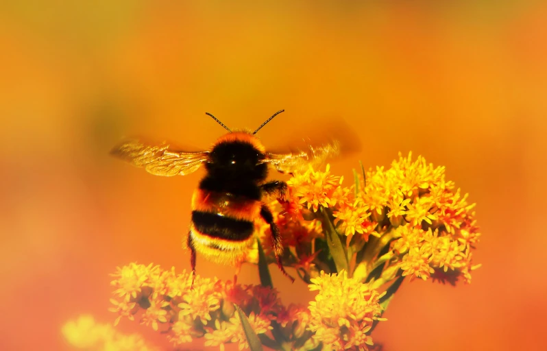 a bee is flying away from the flower