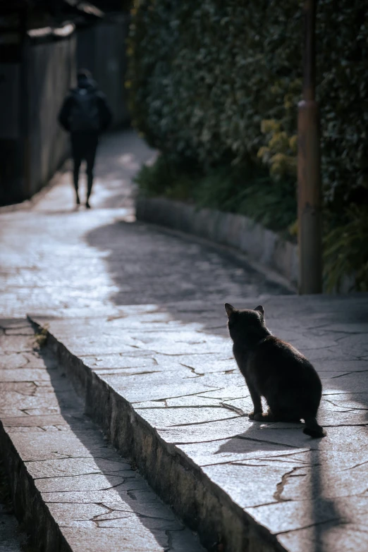 a cat sitting on a stone road next to a person