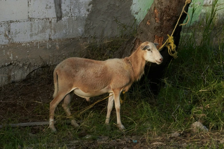 an animal standing next to a tree and grass