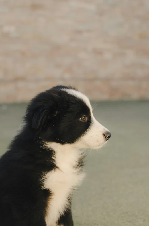 a puppy with white and black on his face sits