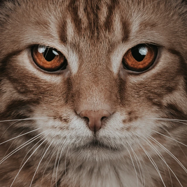 a close up of an orange cat with a sad face
