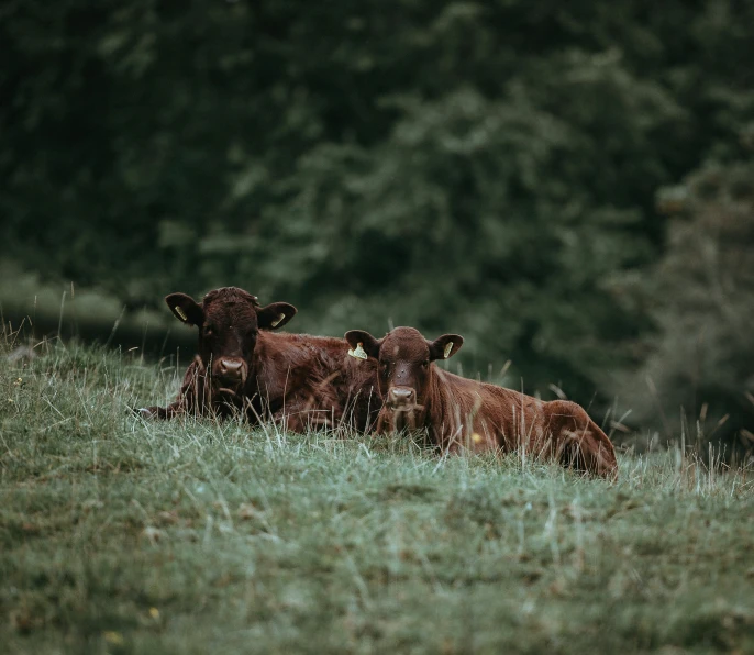 two brown cows laying in the grass on a hillside