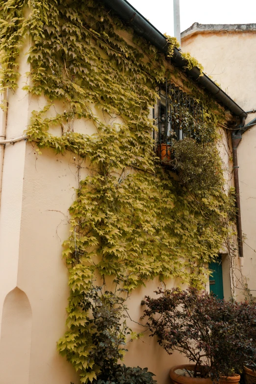 a house covered in vines and other greenery next to it