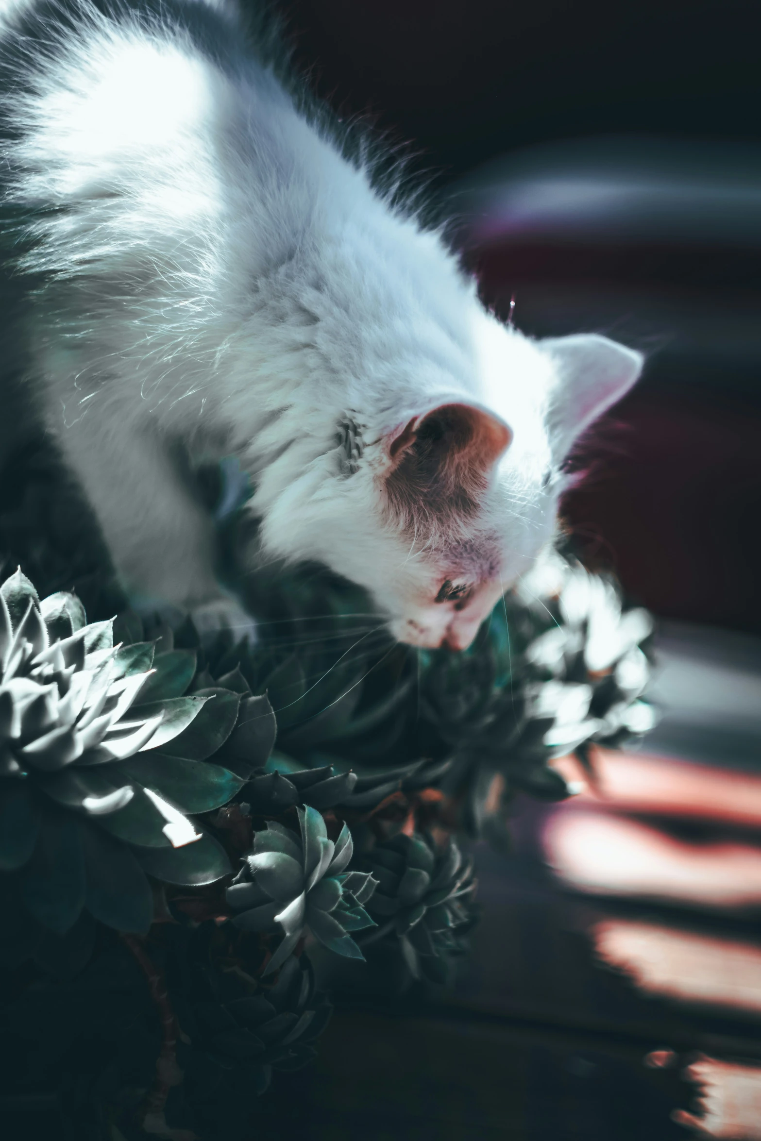 a white kitten laying on top of a table next to green plants