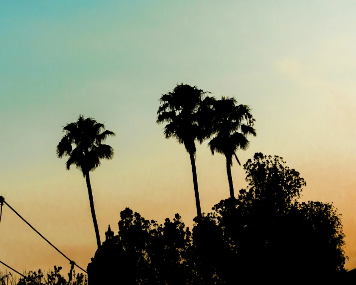 trees in silhouette with an orange sky in the background