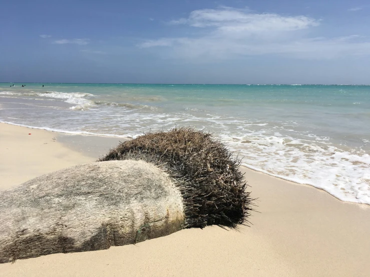 seaweed covered rock on the beach and ocean