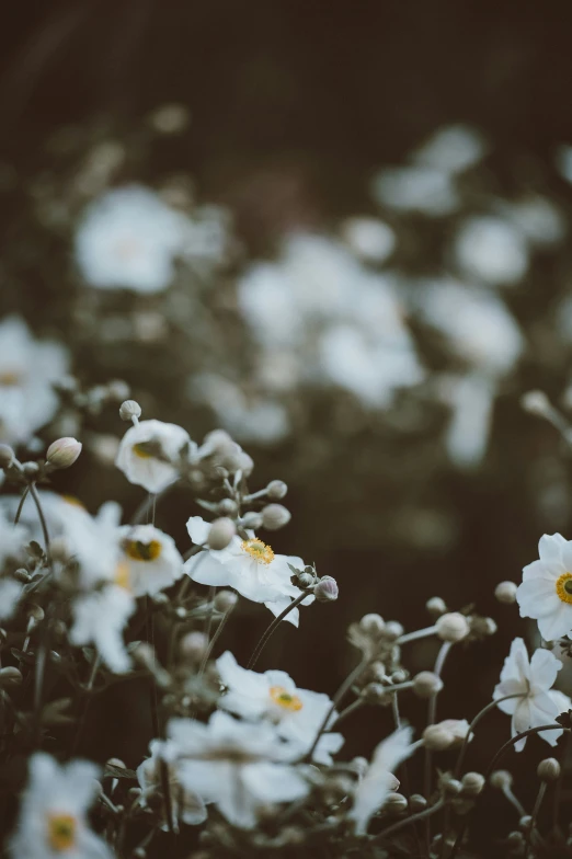 a close up po of flowers in bloom