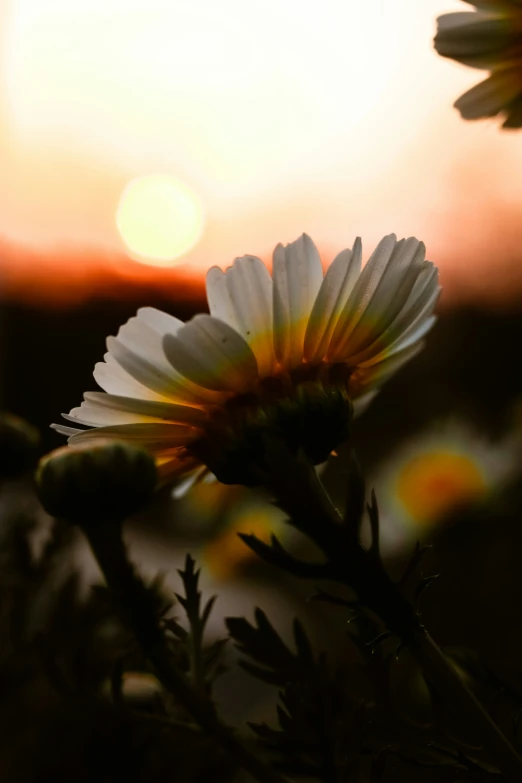 sun is in the background behind the daisies