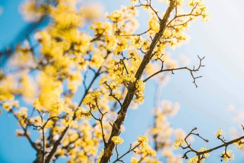 yellow flowers are blooming all over the nches