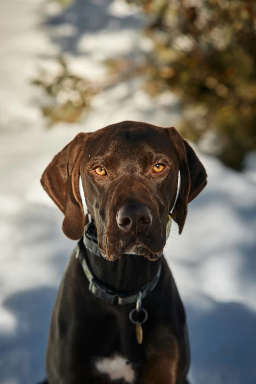 brown dog is standing in the snow outside