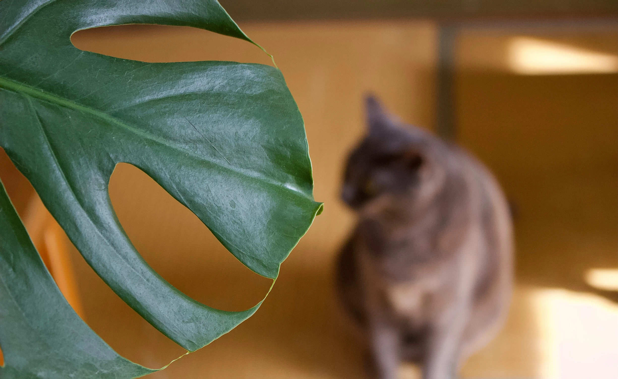 a cat standing next to a green leaf