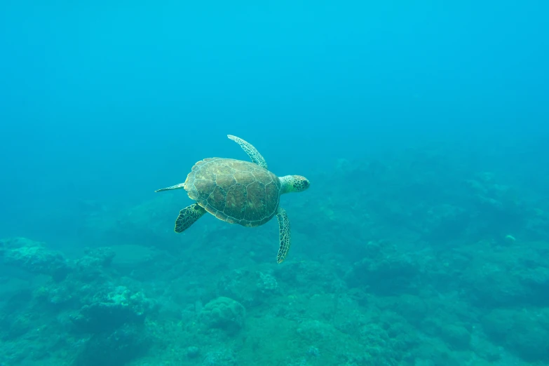 a green sea turtle swimming close to the bottom of the water