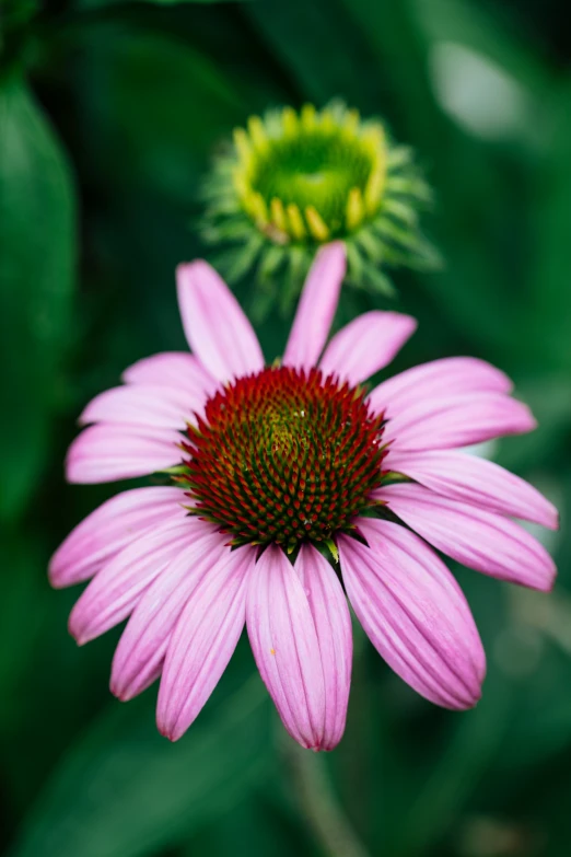 a pink flower is standing out in the sun