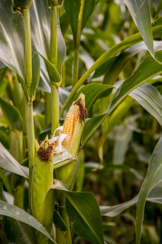 a spider is sitting on an ear of corn that was just stuck in the ground