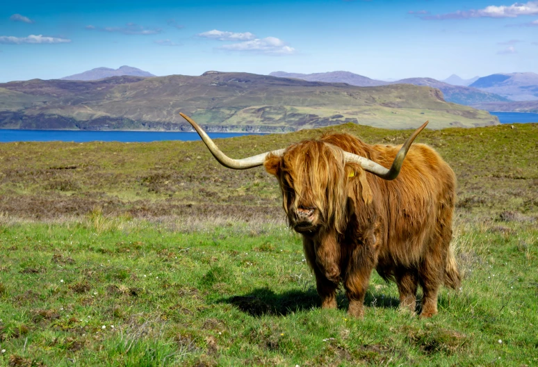 the long - haired yak is standing in the grassy field