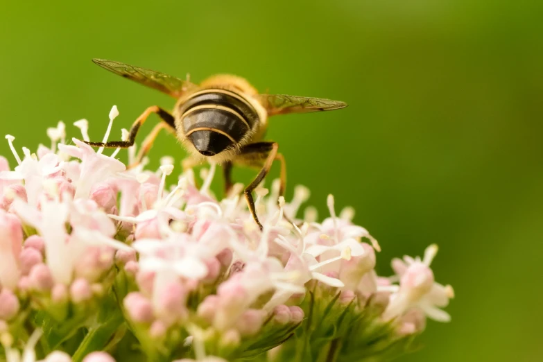 a close up of a bee sitting on top of a flower