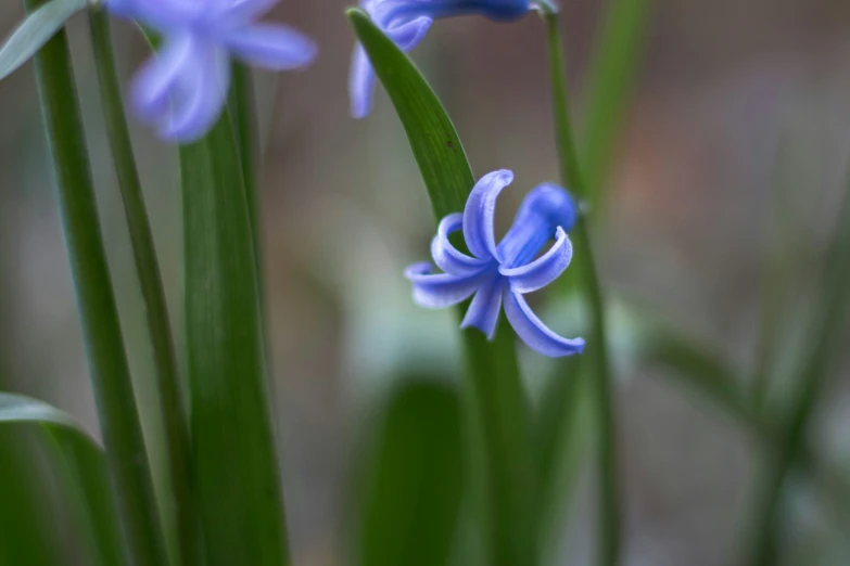 closeup of some blue flowers growing in the grass