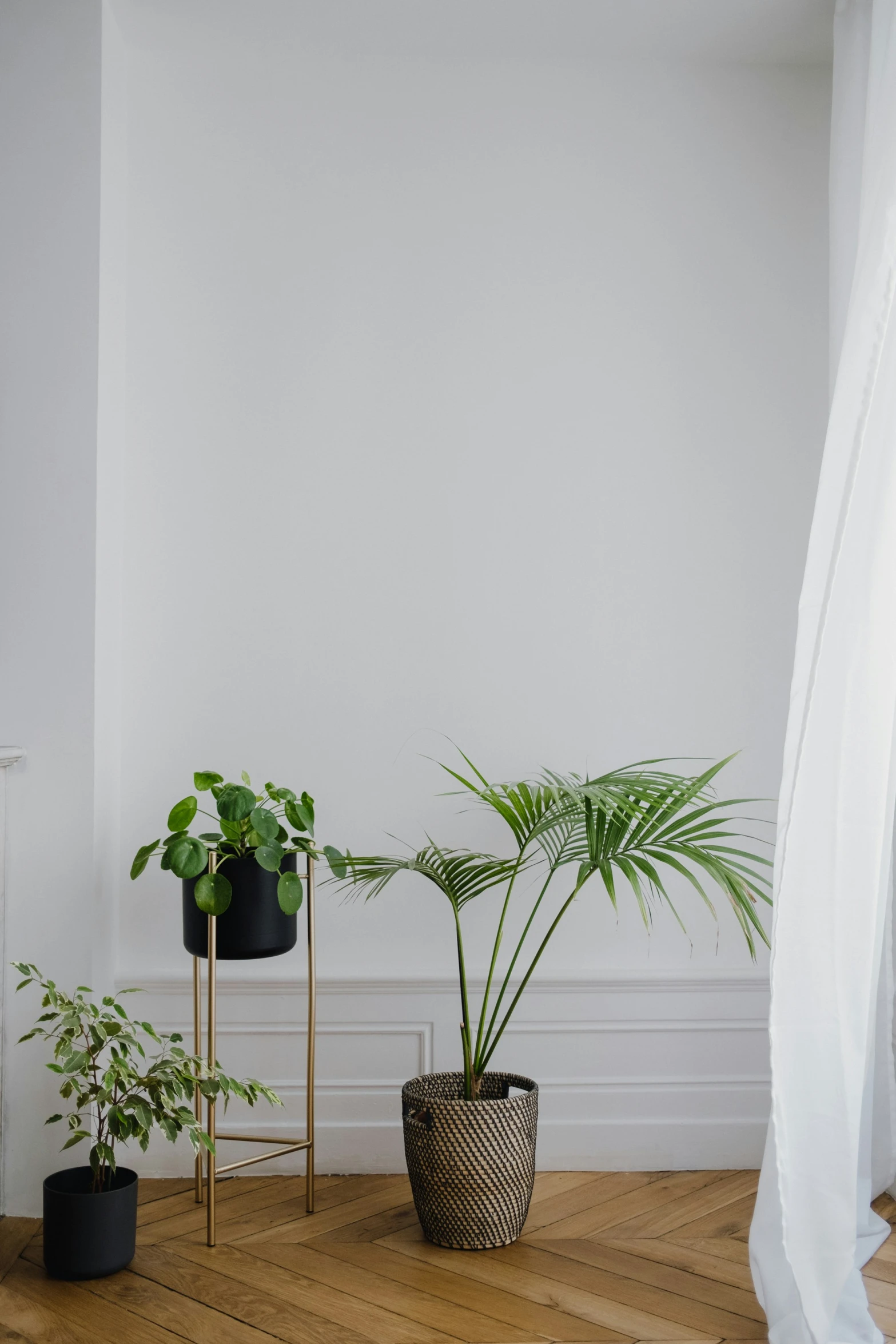 potted plants sit on a stand in an empty room